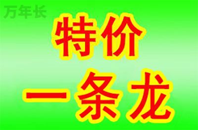 广东省高州市沙田镇公墓有哪些安葬方式？